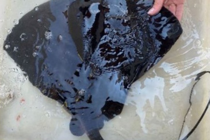 Raža žutuga ljubičasta ( Foto: Facebook stranica Aquariuma) Raža žutuga ljubičasta ( Foto: Facebook stranica Aquariuma)